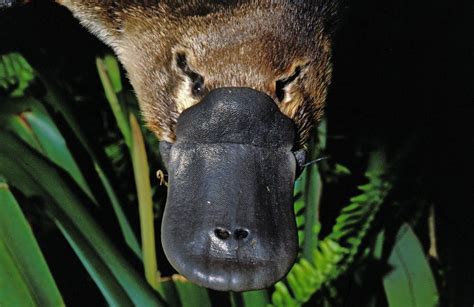 platypus facts duck billed platypuses monotremes
