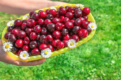 Deliciosas Cerezas Rojas Frescas En Un Plato Decorado Con Chamiles En