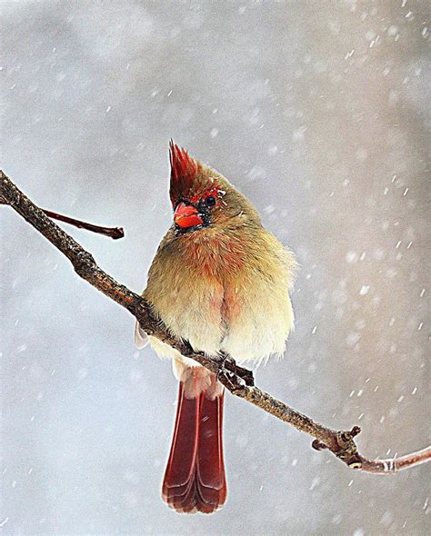 Female Cardinal In Winter 1 Photograph By Tom STRUTZ Fine Art America