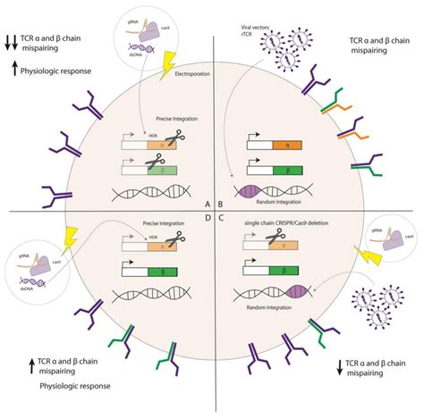 Options To Combine Gene Editing With Rtcr Gene Augmentation With