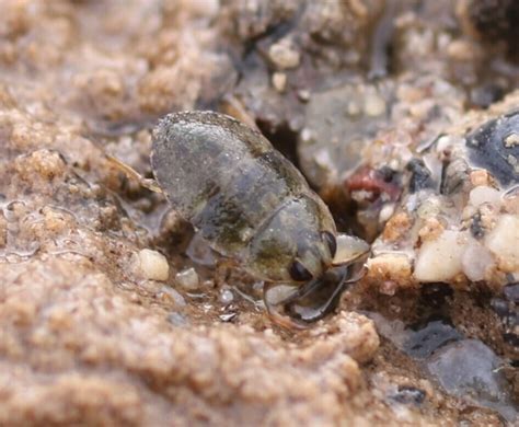 Nevares Spring Naucorid Bug From Furnace Creek Ca 92328 Usa On