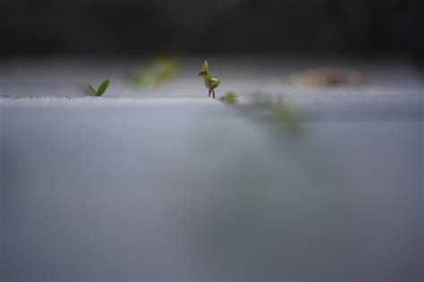The grass in the cracks of my patio lined up to look like a bird : r