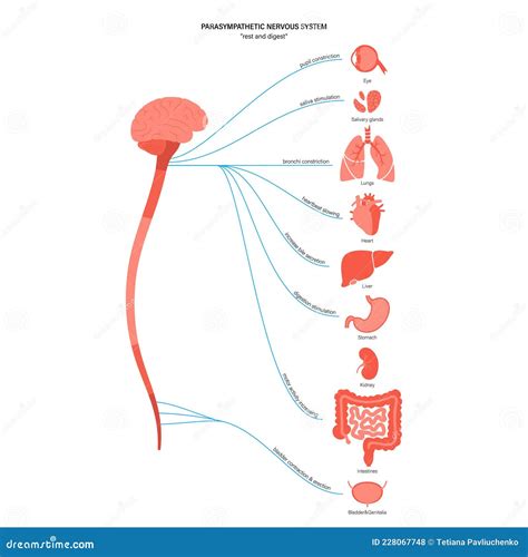 Parasympathetic Nervous System Cartoon Vector | CartoonDealer.com ...