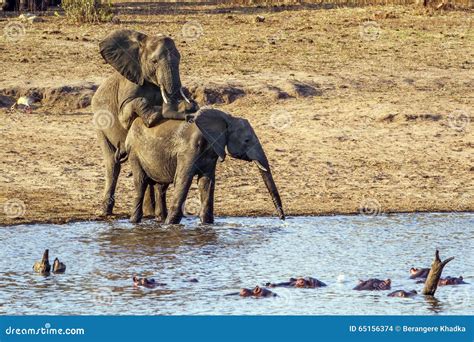 African Bush Elephants Mating In Kruger National Park Stock Photo