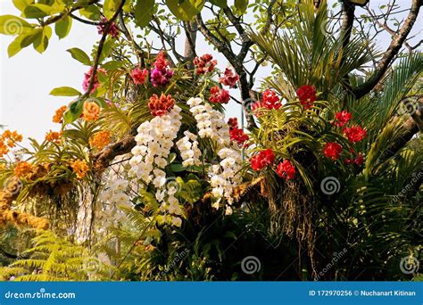 Colorful Orchids in Garden. Orchidaceae Stock Photo - Image of ...