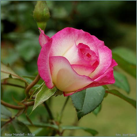 Plant Gallery - Encyklopedia Roślin: Rosa 'Handel' - Róża 'Handel'