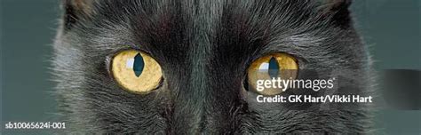 474 Scary Cat Eyes Stock Photos, High-Res Pictures, and Images - Getty ...