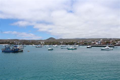 Las Tortugas E Iguanas De Galápagos Son Las Víctimas Menos Conocidas De