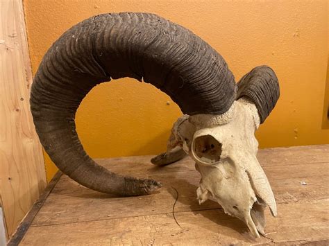 Mouflon Skull Ovis Musimon 364930 Cm 1 Catawiki