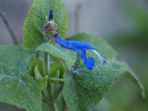 Salvia Sagittata Arrowleaf Sage North Carolina Extension Gardener