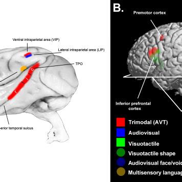 Anatomy Of Cortical Multisensory Areas A Schematic Overview Of The