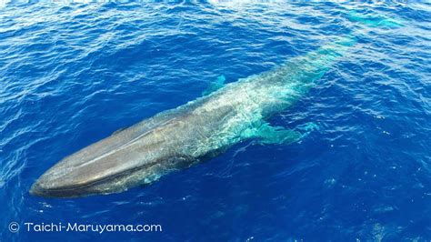 drone footage  blue whalesky youtube