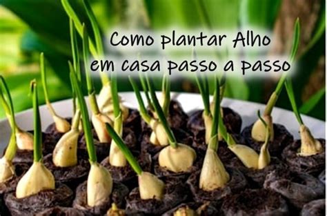 Como Plantar Alho Em Casa Passo A Passo