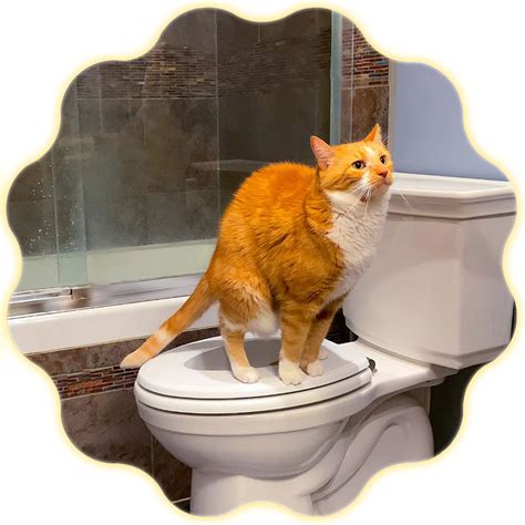 Hover Cat Seat Cat Toilet Training Kit - Cat Potty Toilet Training Kit