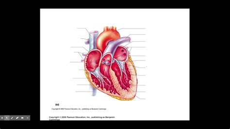 2 Chapter 11 Cardiovascular Heart Chambers Valves And Circulation