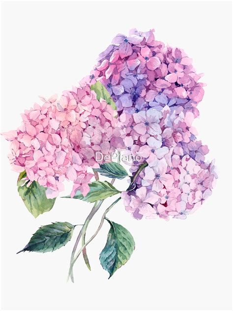 Watercolor Branch Of Blooming Hydrangeas Sticker For Sale By DePiano