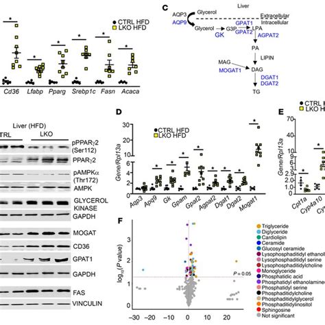 HFD Fed Hepatic Kiss1r Knockout Mice Exhibit Increased Expression Of