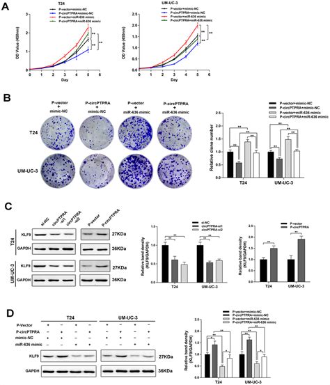 CircPTPRA Acts As A Tumor Suppressor In Bladder Cancer By Sponging MiR