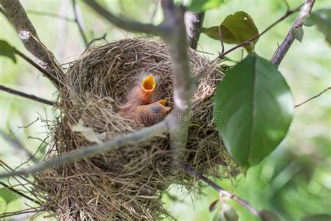 Naked Robin Feet Stock Photos Free Royalty Free Stock Photos From