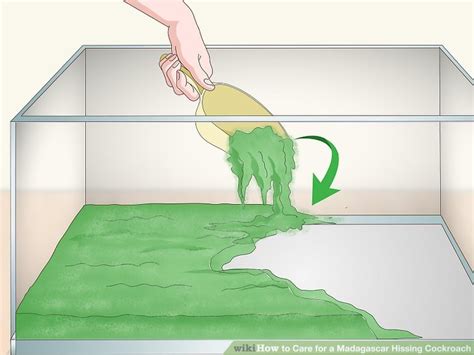 3 Ways To Care For A Madagascar Hissing Cockroach Wikihow Pet