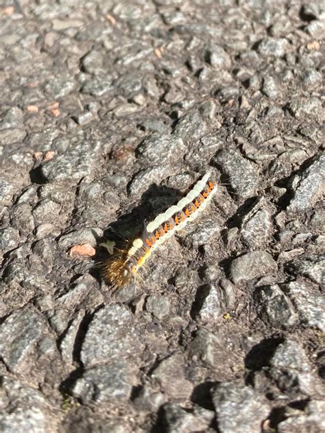 Grey Dagger caterpillar : r/insects