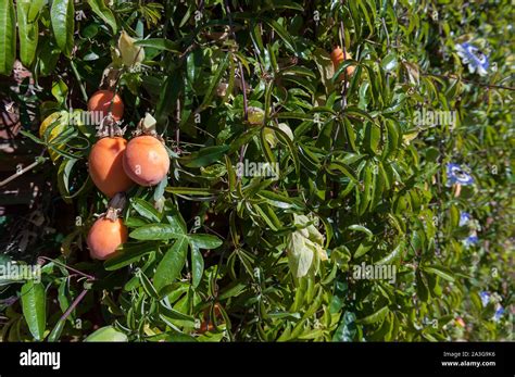 Ripe Orange And Ripening Green Egg Shaped Fruit Of The Passion Flower