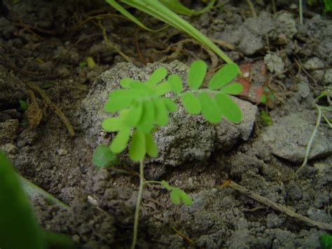 Free Images Tree Nature Forest Leaf Flower Green Produce Soil