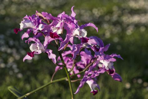 Schombocattleya Bordighera Alessandro Avetta Flickr