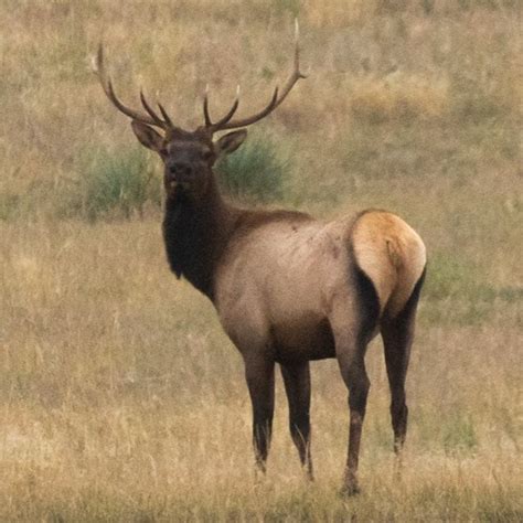 Stream Panhandle Afield Elk Plan By Justin Haag Listen Online For