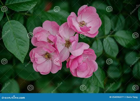 Rosa chinensis stock image. Image of leaf, wildflower - 254596377