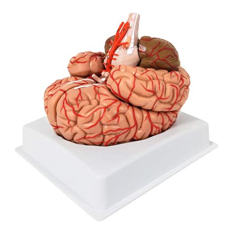 Buy Human Brain W Arteries Part Brain With Arteries Model Human