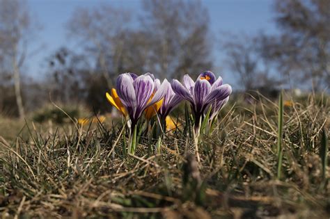 Krokusse Blumen Violette Blüten Kostenloses Foto auf Pixabay Pixabay