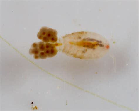 cyclopidae bugguidenet