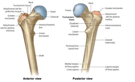 Lower Limb Bones Anatomy Femur Patella Tibia Fibula Flashcards