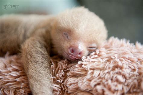 Baby Sloth Center Melts Hearts • VRAC's Costa Rica Blog