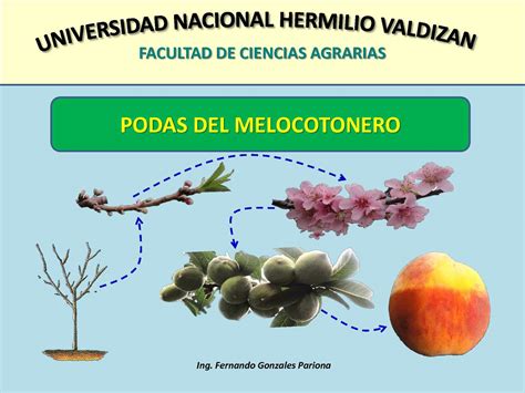 Podar árboles de durazno Cultivo EXITOSO con nuestra guía