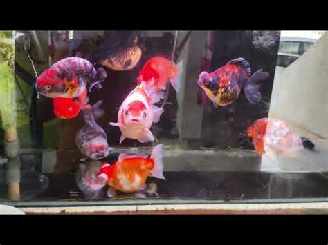 Cara Buat Aquarium Bening Youtube