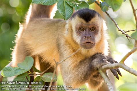 Black Striped Capuchin Project Noah