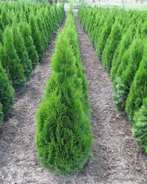 Thuja Occidentalis Smaragd Rasadnik Kedar