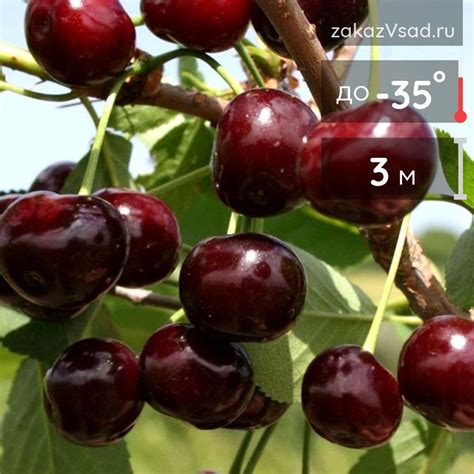 Вишня Путинка купить недорого в питомнике Михаила Закатова