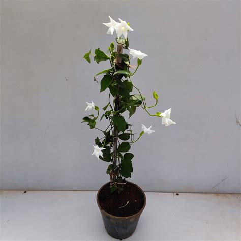 Thunbergia Alba White - NurseryBuy