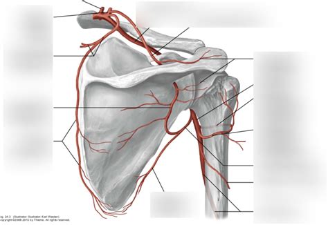 Scapular Anastomoses Diagram Quizlet