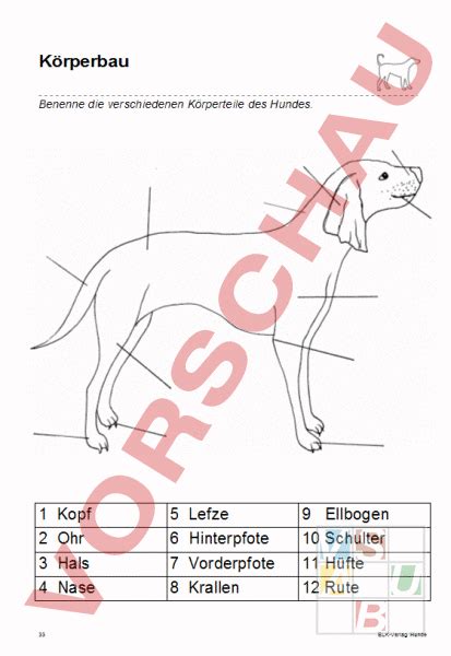 Arbeitsblatt Ab K Rperbau Hund Biologie Tiere