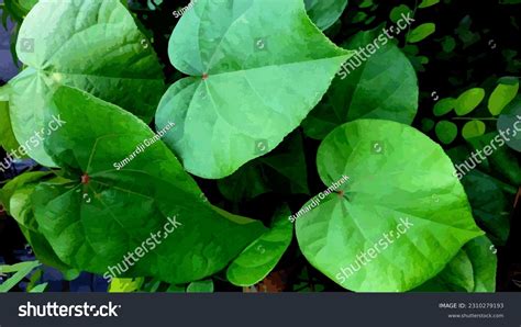 Waru Leaf Vector Over 1 Royalty Free Licensable Stock Vectors And Vector