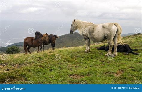 Horses In The Fields Stock Image Image Of Horse Farm 130983717