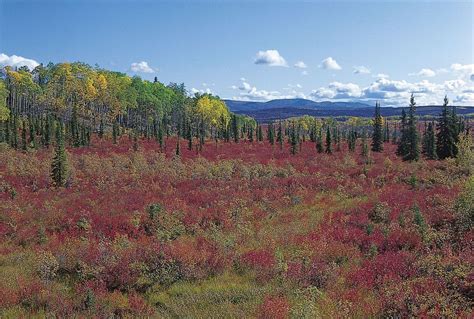 Broadleaf Forest