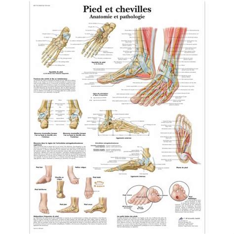 Pied Et Chevilles Anatomie Et Pathologie Vr L