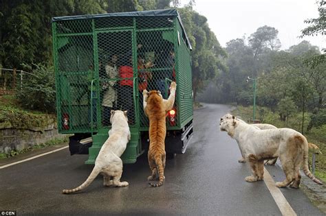 Inside Lehe Ledu Wildlife Zoo Where Humans Are Locked Up To Hand Feed