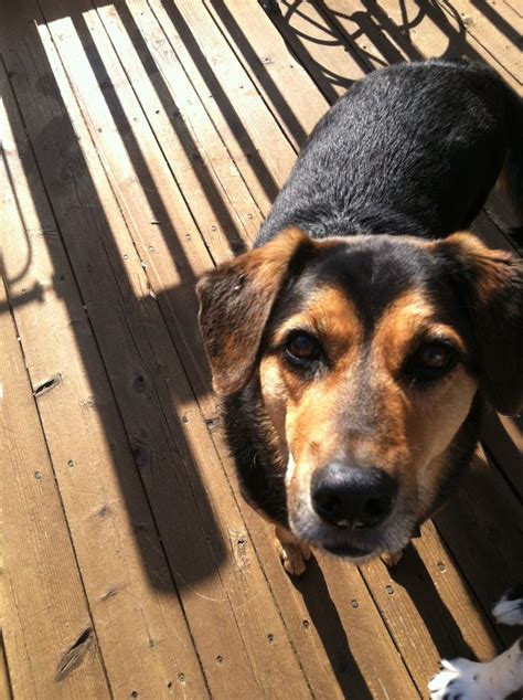 German Shepherd Beagle Mix Puppy Puppies Love