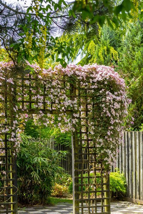 The Best Climbing Plants For Shade David Domoney In Shade Plants